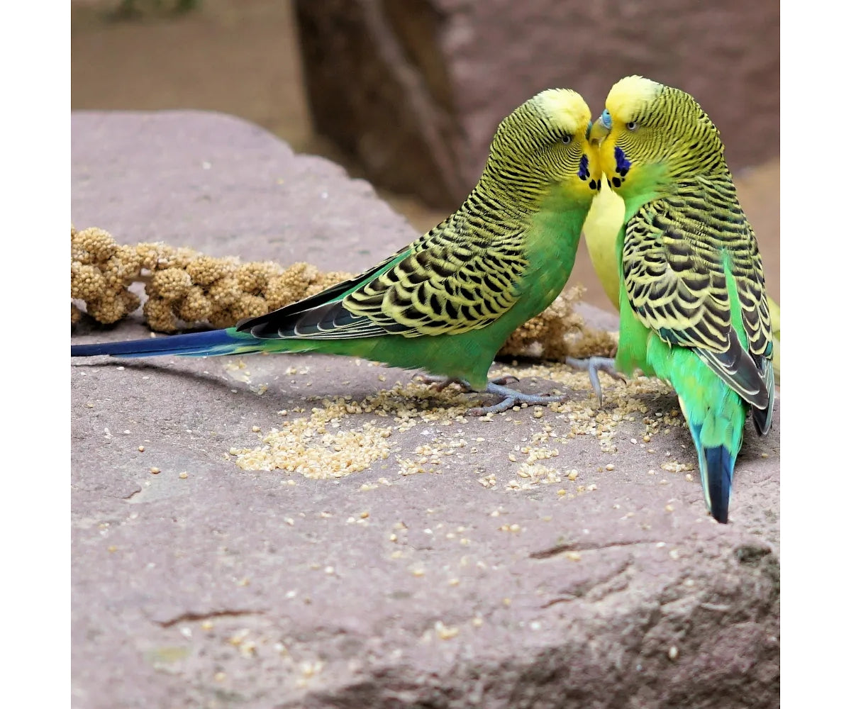 Millet spray clearance for budgies