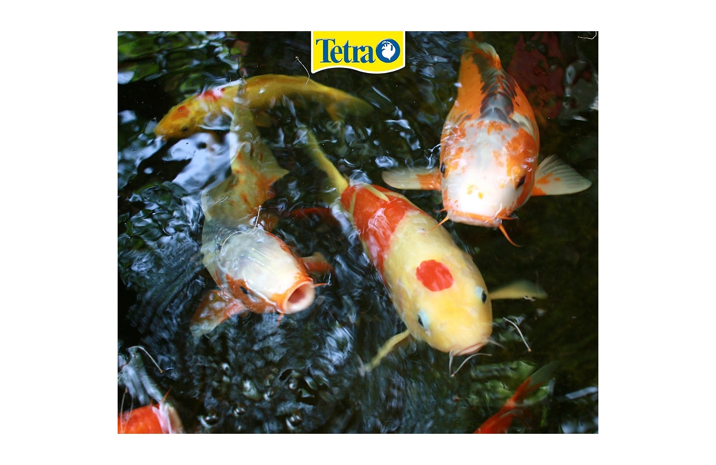 Tetra Pond Koi Sticks (50 l / 7,5 kg) - feed for koi fish