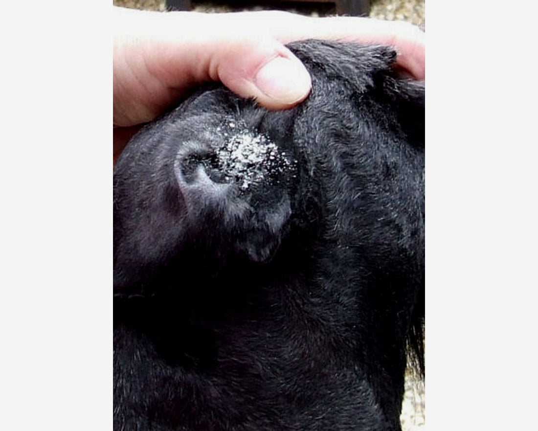 Thornit Canker Powder for Dogs, Cats & Rabbits Buy Online SPR Centre UK