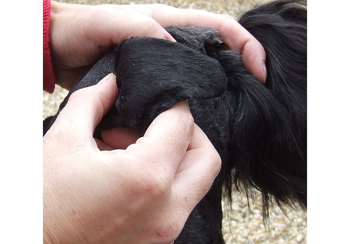 Thornit Canker Powder for Dogs, Cats & Rabbits Buy Online SPR Centre UK