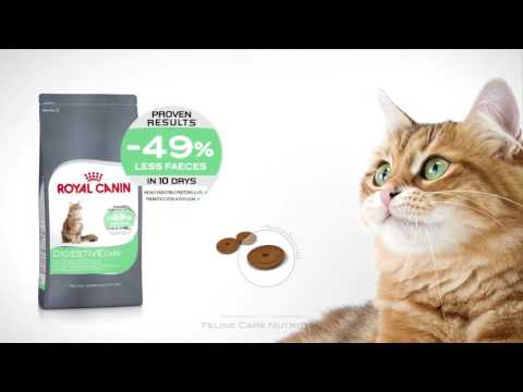 Digestive care hot sale cat food